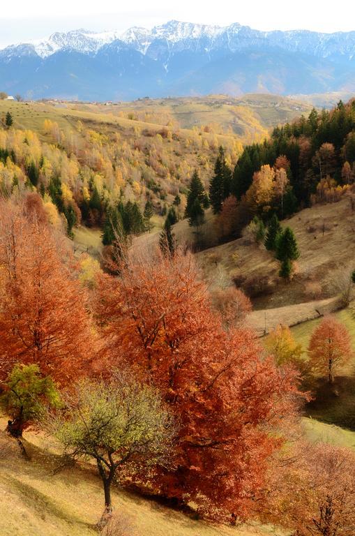 Hotel Samedru Măgura Exteriér fotografie
